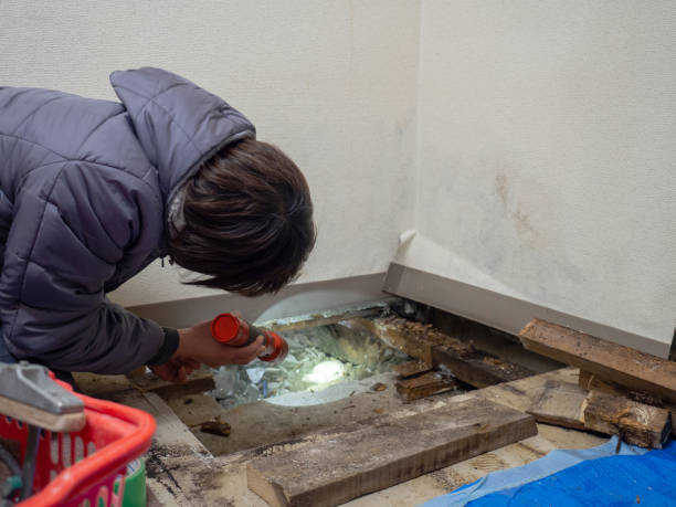 Best Basement Mold Removal  in Wright Patterson Af, OH